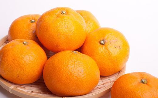 家庭用 大きな有田みかん1kg+250g（傷み補償分）［2025年11月中旬から2026年1月下旬頃順次発送予定］