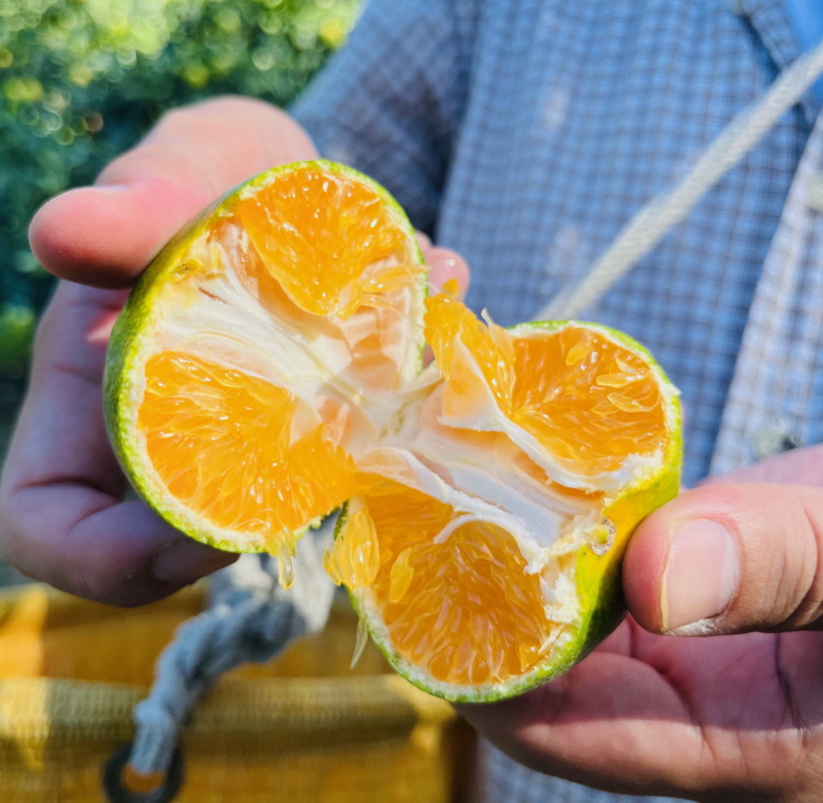 ［先行予約］特選 青切り有田みかん 2kg ［2026年9月中旬より発送］［MS20］