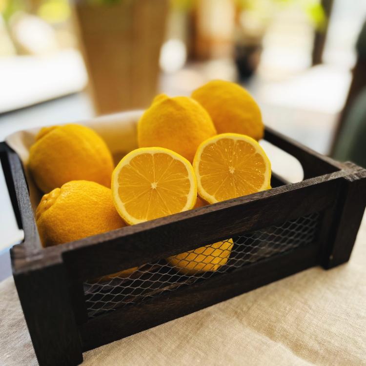 紀州和歌山 有田レモン（ご家庭用）約1.5kg ［先行予約］［国産］［農園直送］［ノーワックス・ノー防腐剤］［MS69］