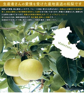 ◆先行予約◆和歌山県産 旬の梨 約4kg【2025年8月中旬以降出荷】［MG75］