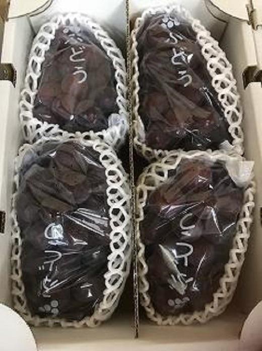 ◆先行予約◆和歌山県産 ピオーネ 2房入り〈秀品〉［2025年8月下旬以降出荷］［MG26］