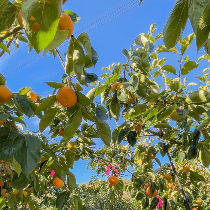 ［先行予約］富有柿（青秀以上３Ｌサイズ１２個入り）［2025年11月下旬より順次発送］