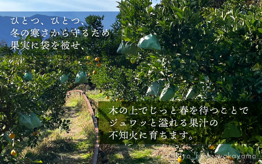不知火 希少な樹上完熟！ 秀品大玉 6個入 (約2kg)　【2026年2月下旬頃～4月中旬頃まで発送】【KT2】