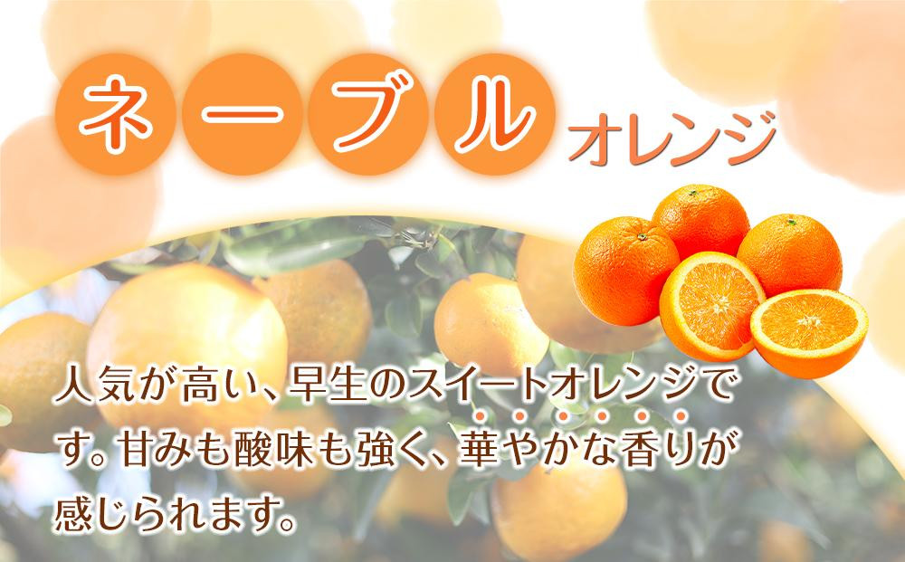 家庭用 森本農園の手選別 ネーブルオレンジ 1.5kg 和歌山県産 サイズ混合 ［北海道・沖縄・離島配送不可］［RN16］［2026年1月上旬から順次発送］