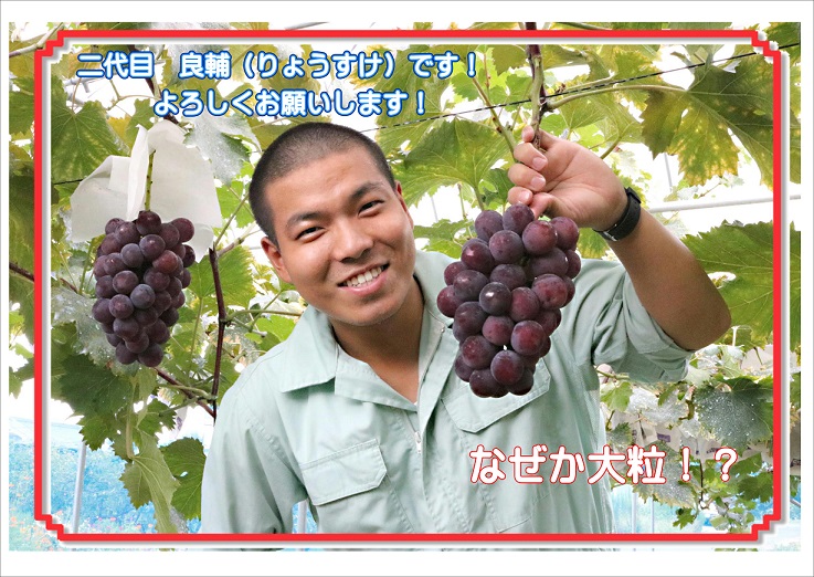 一心農園のブドウ　贈答用(2～5房入り)　品種お任せ