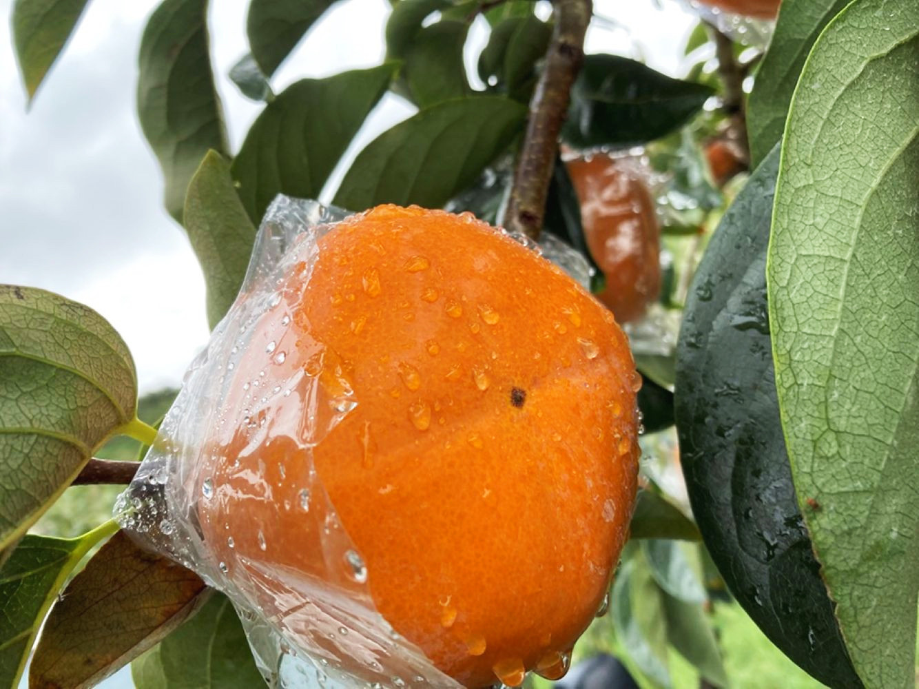 秋の味覚フルーツ定期便 黄桃(黄貴妃)約2kg＆紀の川柿 約2kg【9月・10～11月の計2回発送】