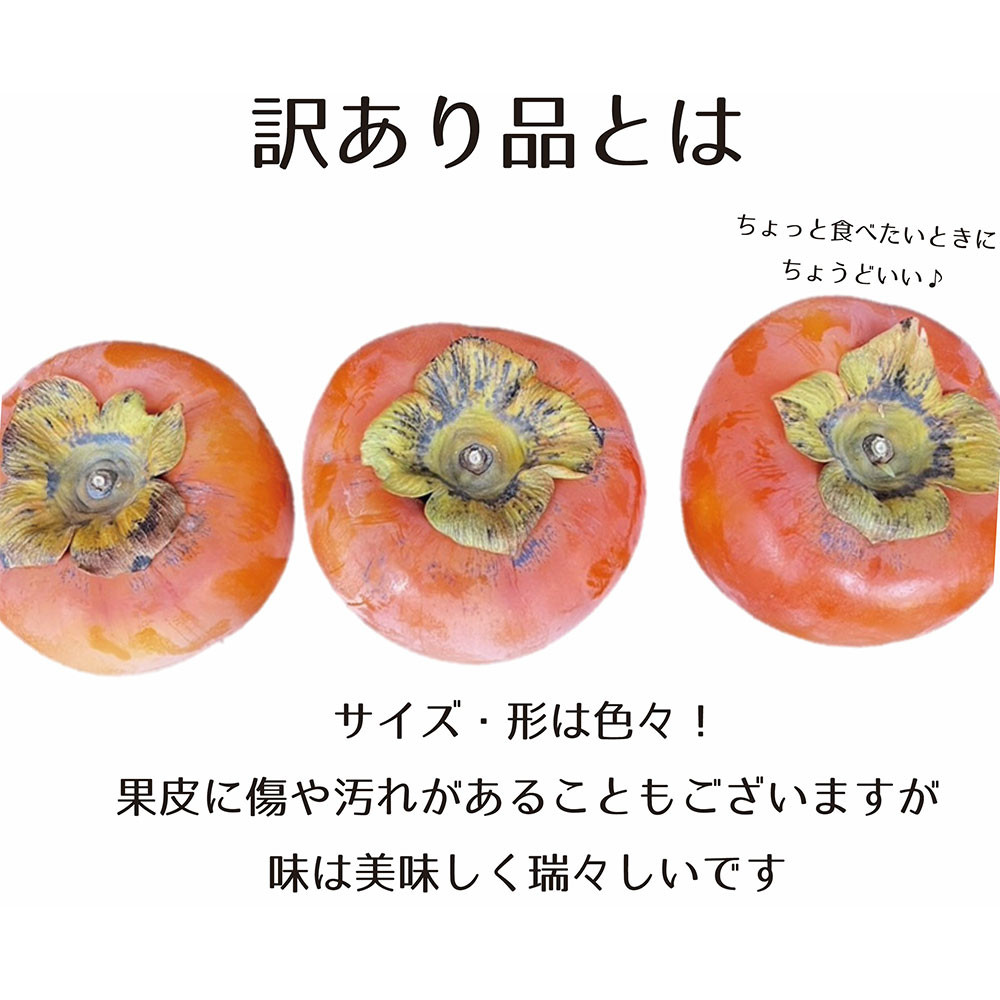 【先行予約】 樹上完全着色「九度山の富有柿」★訳あり★ 約7kg 【2026年11月中旬頃から発送予定】