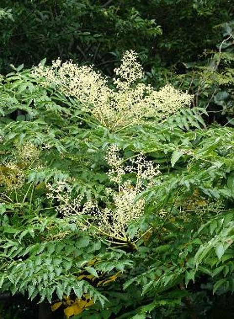 熊野古道 峠の蜂蜜2本セット【SW98】