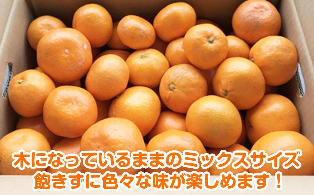 【2025年12月発送】濃厚完熟 木成り温州みかん 5kg ミックスサイズ 和歌山県産