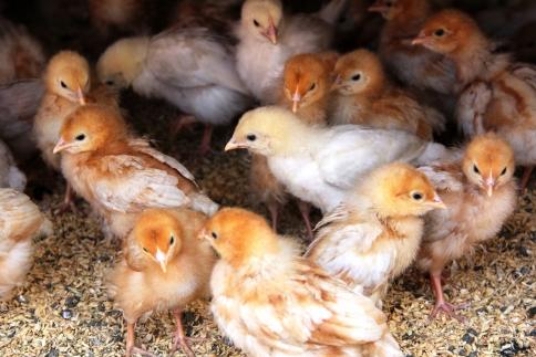 国産飼料にこだわった鶏が産む安全安心の 『レモン色たまご』1パック（10個入り）×6