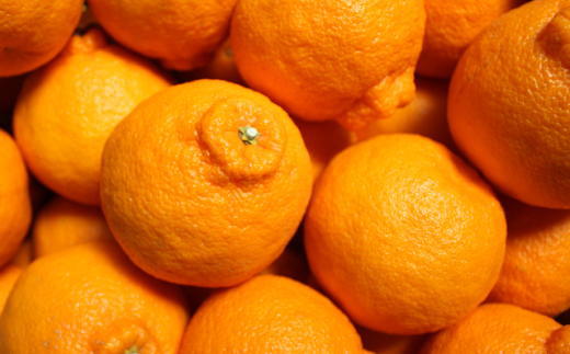 ［お味濃厚］紀州有田産の大玉デコポン約5kg(12玉～18玉入り・青秀以上) ★2026年１月中旬頃より順次発送［TM25］