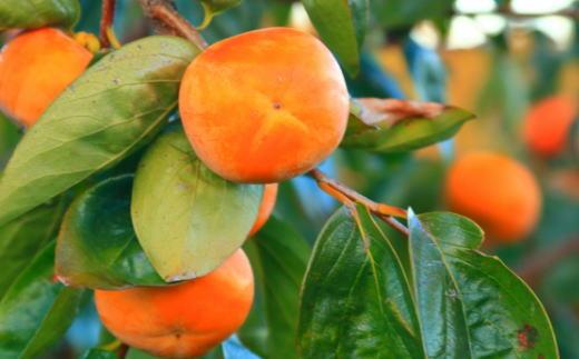 ［数量限定］≪厳選・産直≫九度山町の富有柿3Lサイズ6個入り★2026年11月中旬頃より順次発送