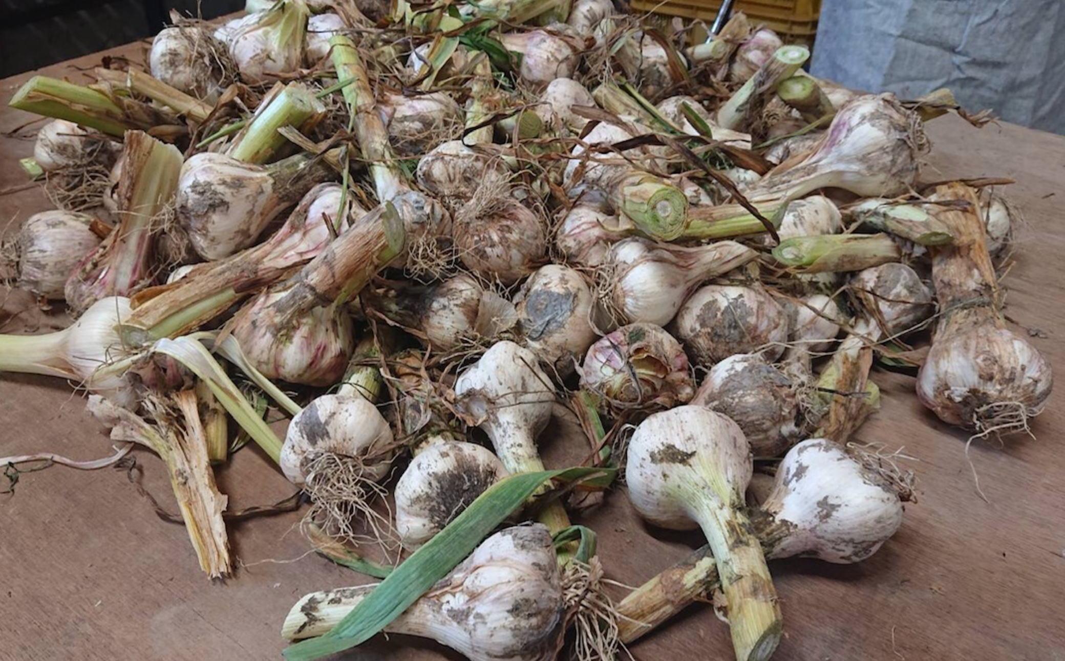 和歌山県産 生にんにく 約1kg ご家庭用  ★2026年５月発送［TM202］