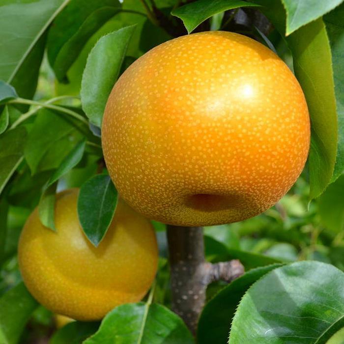 和歌山の樹上成熟梨 約2kg（6～8玉） ※2026年8月上旬～9月中旬頃発送予定| 先行予約 果物 フルーツ 甘い［MS103］