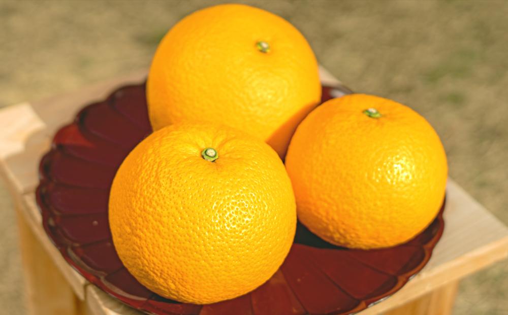 ［先行予約］和歌山県産はっさく秀品 10kg（L ～ 2L）［2026年1月中旬以降より順次発送］