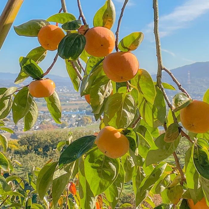 ［先行予約］富有柿（青秀以上２Ｌサイズ約１３個入り）［2025年11月下旬より順次発送］