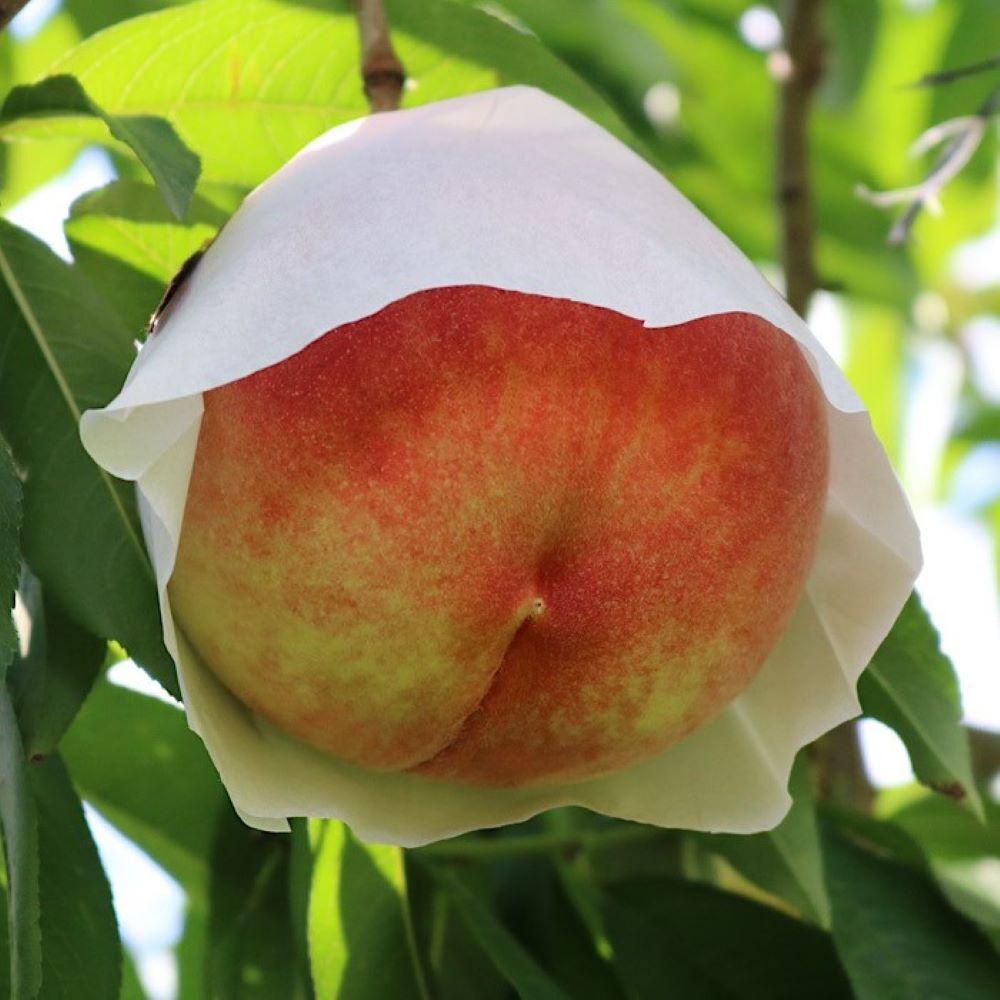 和歌山県産 桃 5玉～6玉 約1.5kg 秀品［AS2］