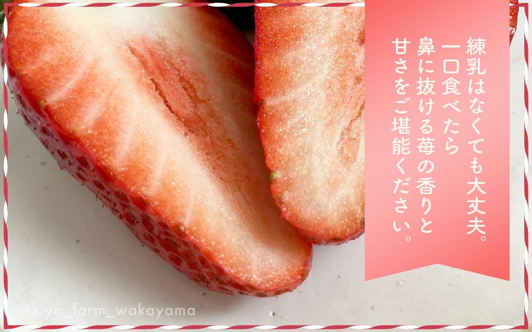 特大まりひめイチゴ 朝摘 6個～11個入×4パック［2026年1月中旬頃より発送］［先行予約］［KT4］