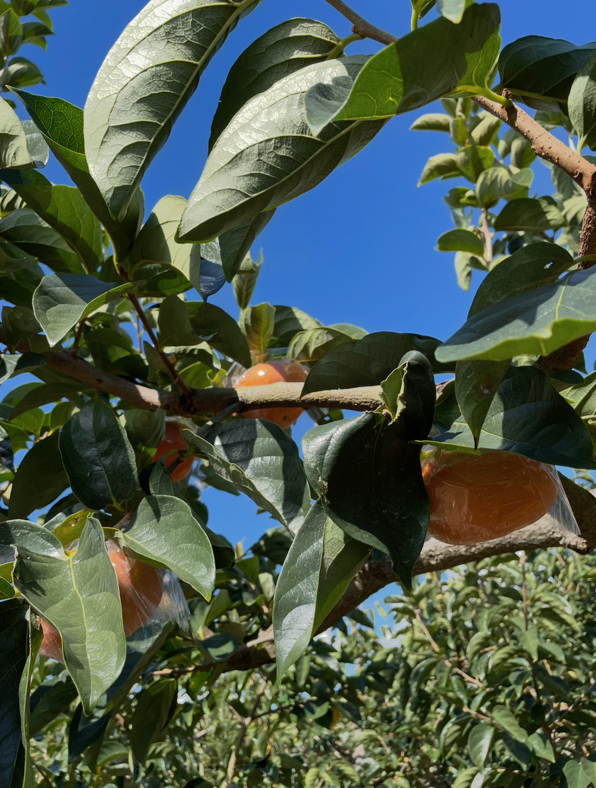 【2026年発送】黒の奇跡☆九度山の紀の川柿 2Lサイズ14個入 約3kg