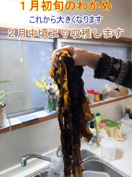 紀州衣奈産乾燥わかめ  150g×3パック　(2023年産)