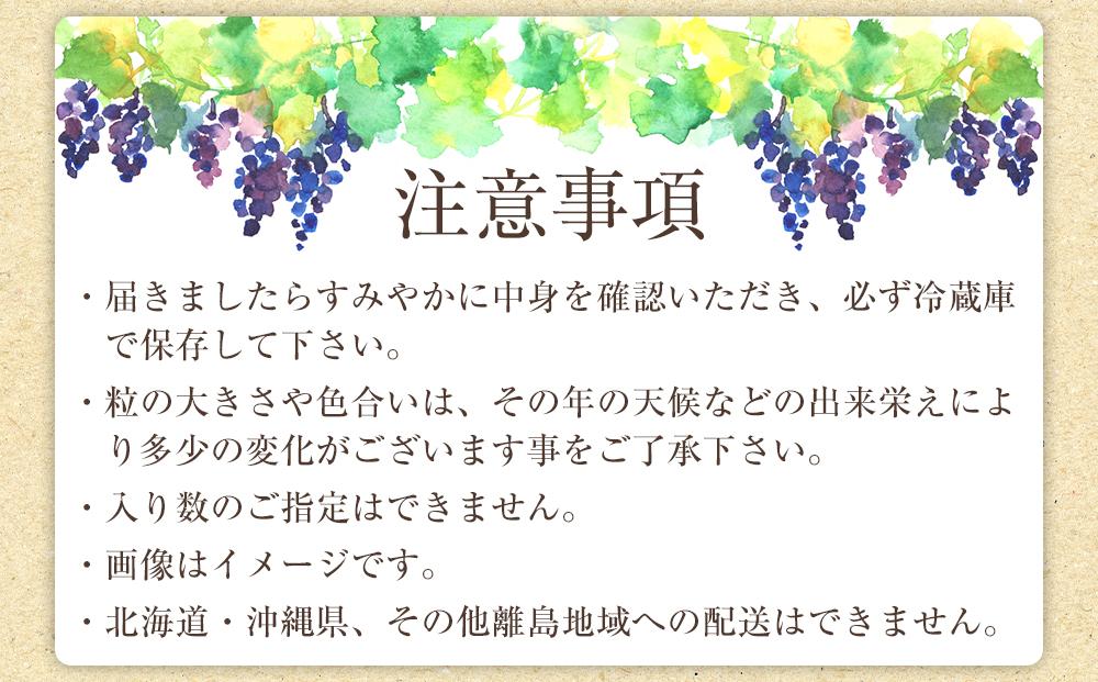 【新鮮・産直】和歌山かつらぎ町産たねなしピオーネ約2kg★2026年8月中旬頃より順次発送【TM164】