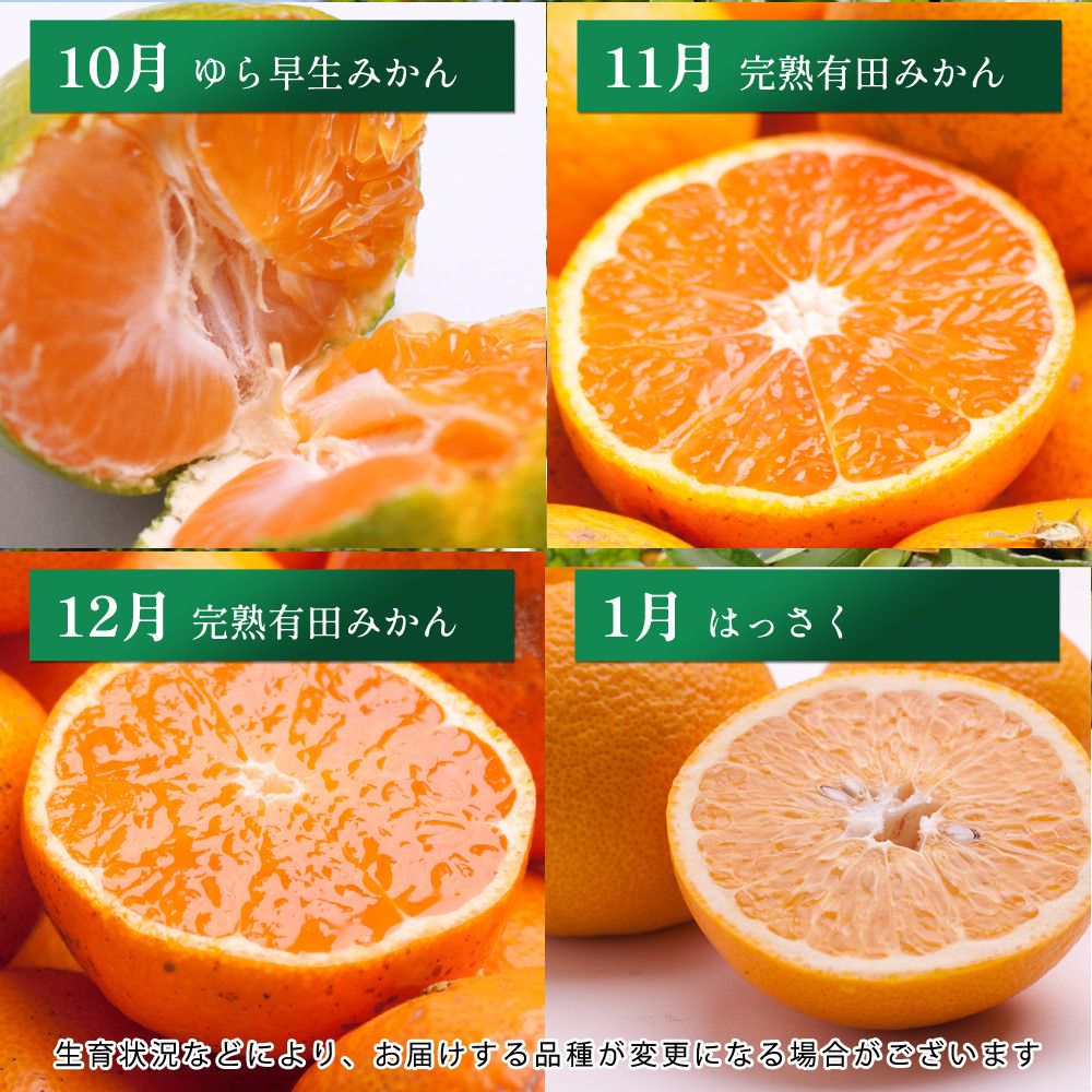 家庭用 柑橘定期便S（毎月）全12回 ［IKE300］