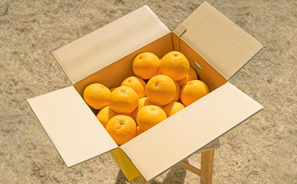 ［先行予約］和歌山県産はっさく秀品 10kg（L ～ 2L）［2026年1月中旬以降より順次発送］