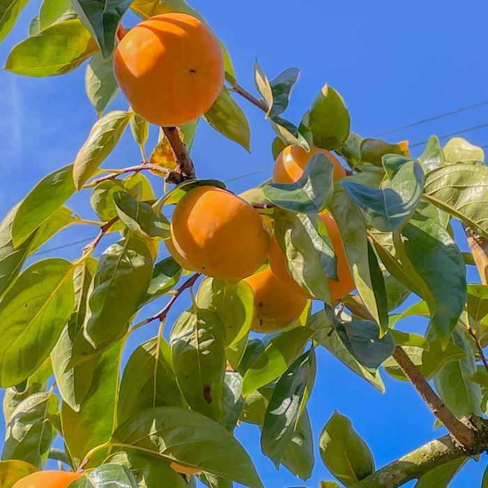 ［先行予約］富有柿（青秀以上２Ｌサイズ約１３個入り）［2025年11月下旬より順次発送］