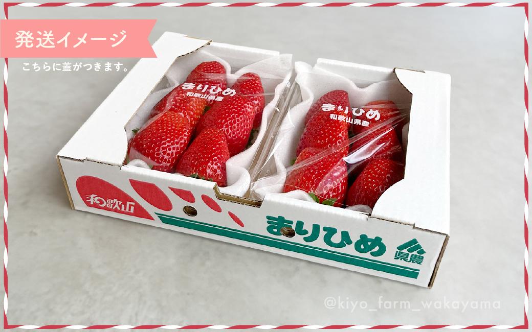 特大まりひめイチゴ 朝摘 6個～11個入×2パック［2026年1月中旬頃より発送］［先行予約］［KT3］
