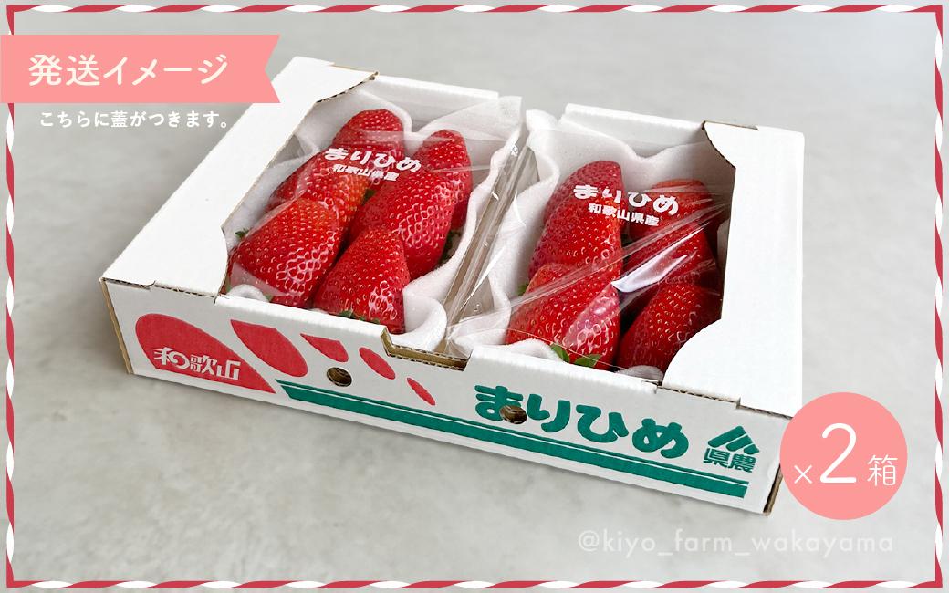 特大まりひめイチゴ 朝摘 6個～11個入×4パック［2026年1月中旬頃より発送］［先行予約］［KT4］