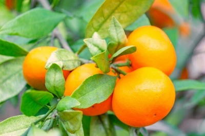 有田みかん【特秀品小玉Ｓ～Ｍ、高糖度】約5Kg！　2025年10月以降順次発送