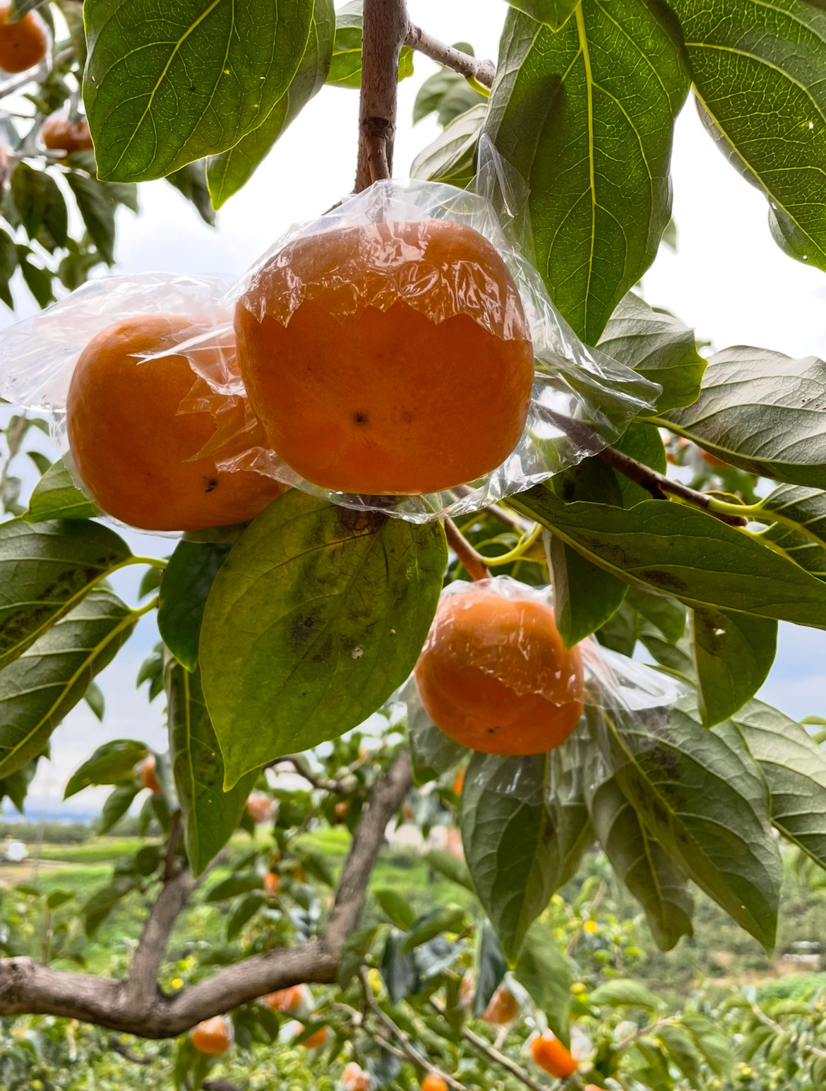 【2026年発送】黒の奇跡☆九度山の紀の川柿 3Lサイズ12個入 約3kg