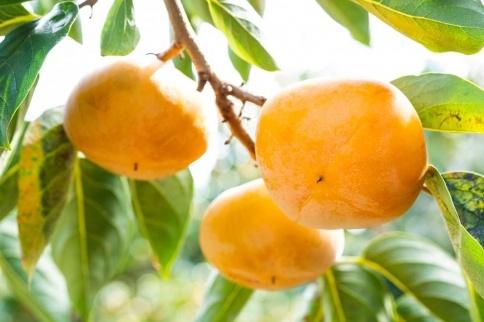 吊るし柿用たね無渋柿T軸又はクリップ付紐付約4.5～5kg　約24～30個＜2026年10月中旬～11月上旬ごろ順次発送＞【ART13】