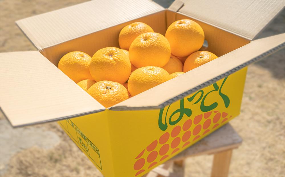 ［先行予約］和歌山県産はっさく秀品 10kg（L ～ 2L）［2026年1月中旬以降より順次発送］