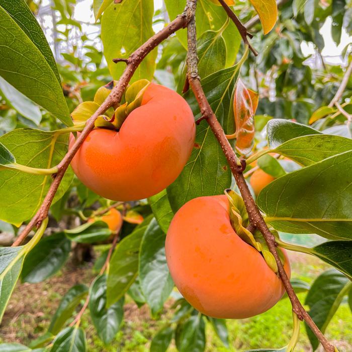 ［先行予約］富有柿（青秀以上３Ｌサイズ１２個入り）［2025年11月下旬より順次発送］