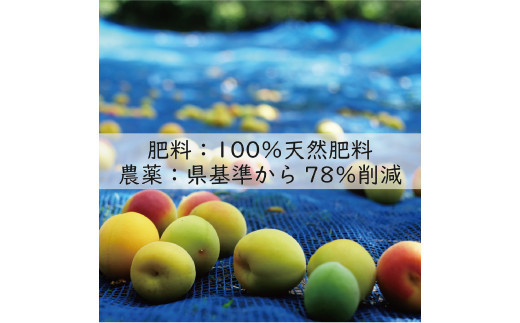 訳あり 無添加 梅干し 紀州梅香の減塩3%つぶれ梅 約1kg(500g x 2) 中~大粒 はねだし梅 紀州南高梅 産直) 3-G［KU3］