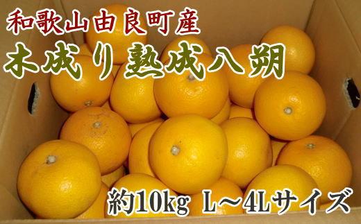 ［産直］和歌山由良町産の木成り熟成八朔約10kg（L～4Lサイズをお届け）★2026年3月中旬頃より順次発送［TM137］
