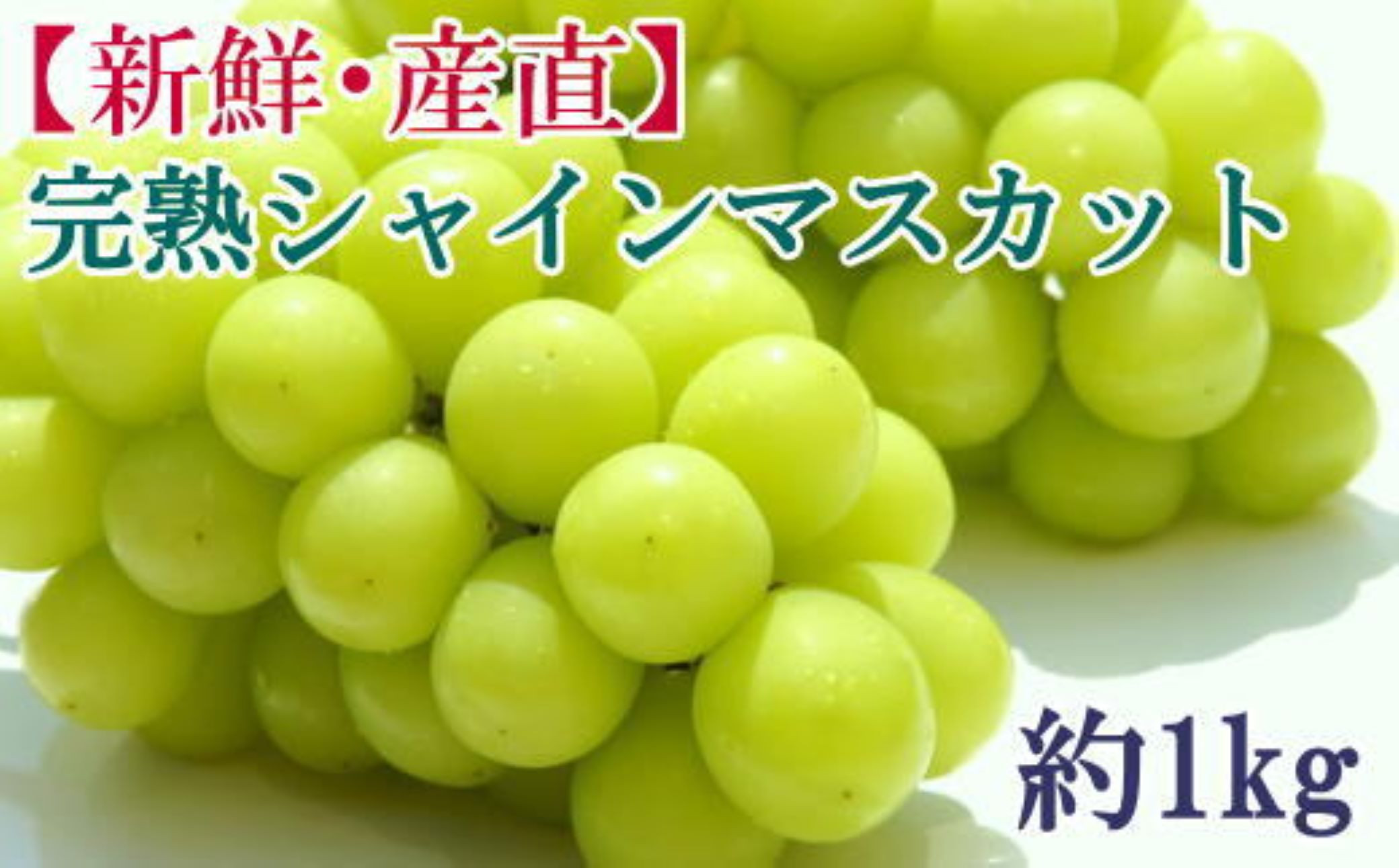 ★2026年度発送分★[新鮮・産直]和歌山県産完熟シャインマスカット約1kg ★2026年9月上旬頃より順次発送［TM182］