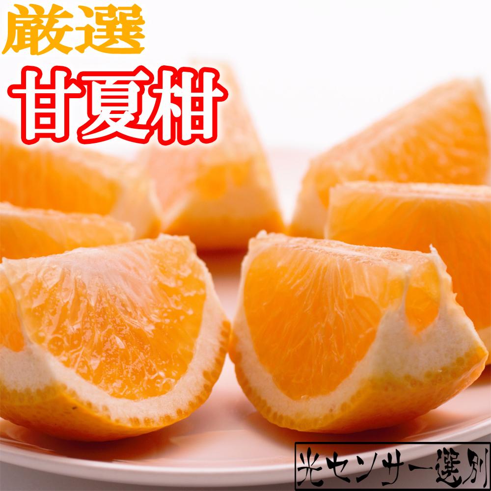 厳選 甘夏柑10kg+250g（傷み補償分）［初夏のみかん・旬の果物］［有田産］［光センサー食べ頃出荷］［IKE73］