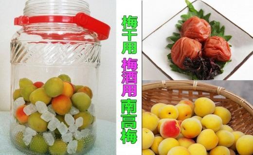 ［梅干・梅酒用］（3Lまたは2L－10Kg）熟南高梅＜2026年6月上旬～7月7日発送予定＞フルーツ 果物 くだもの 食品 人気 おすすめ 送料無料［ART05］