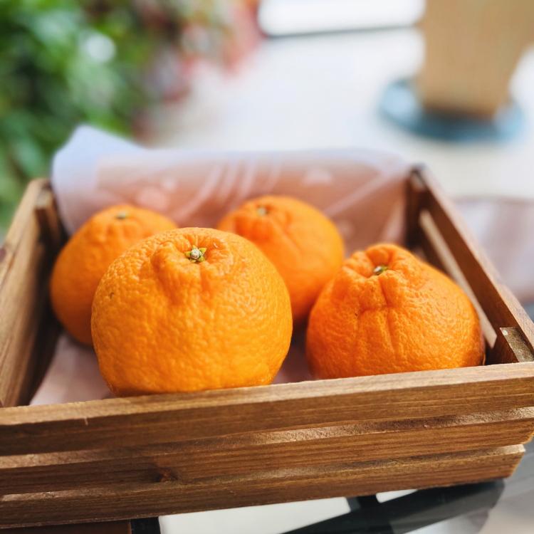 有田育ちの濃厚不知火(ご家庭用) 約2.5kg［先行予約］［MS40］