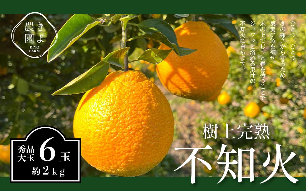 不知火 希少な樹上完熟！ 秀品大玉 6個入 (約2kg)　【2026年2月下旬頃～4月中旬頃まで発送】【KT2】