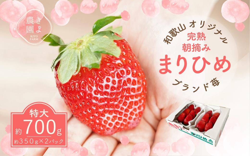 特大まりひめイチゴ 朝摘 6個～11個入×2パック［2026年1月中旬頃より発送］［先行予約］［KT3］