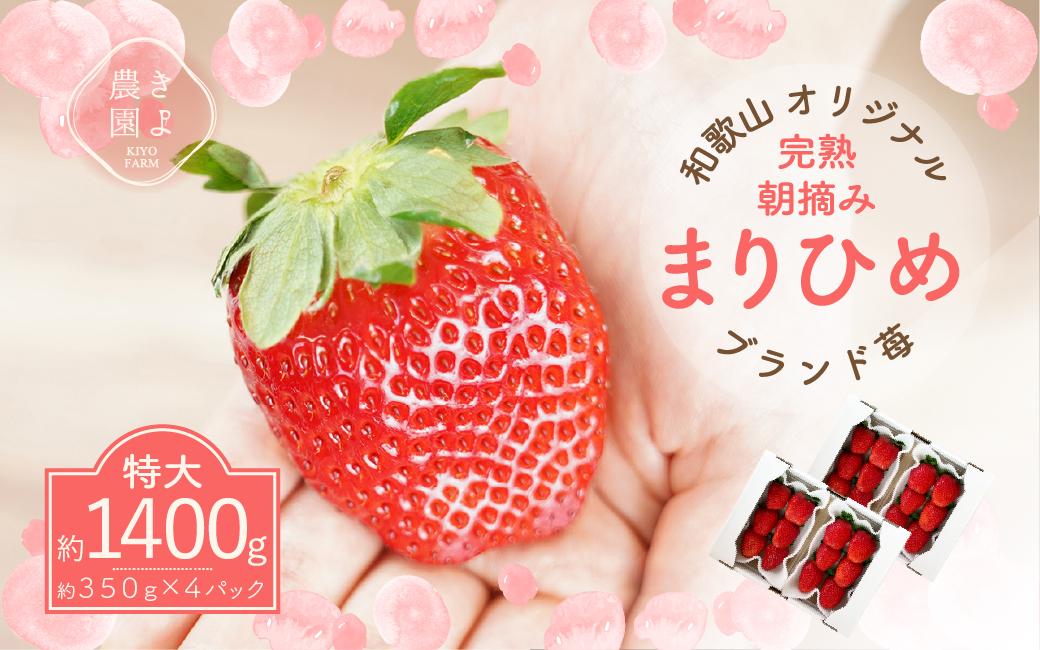 特大まりひめイチゴ 朝摘 6個～11個入×4パック［2026年1月中旬頃より発送］［先行予約］［KT4］