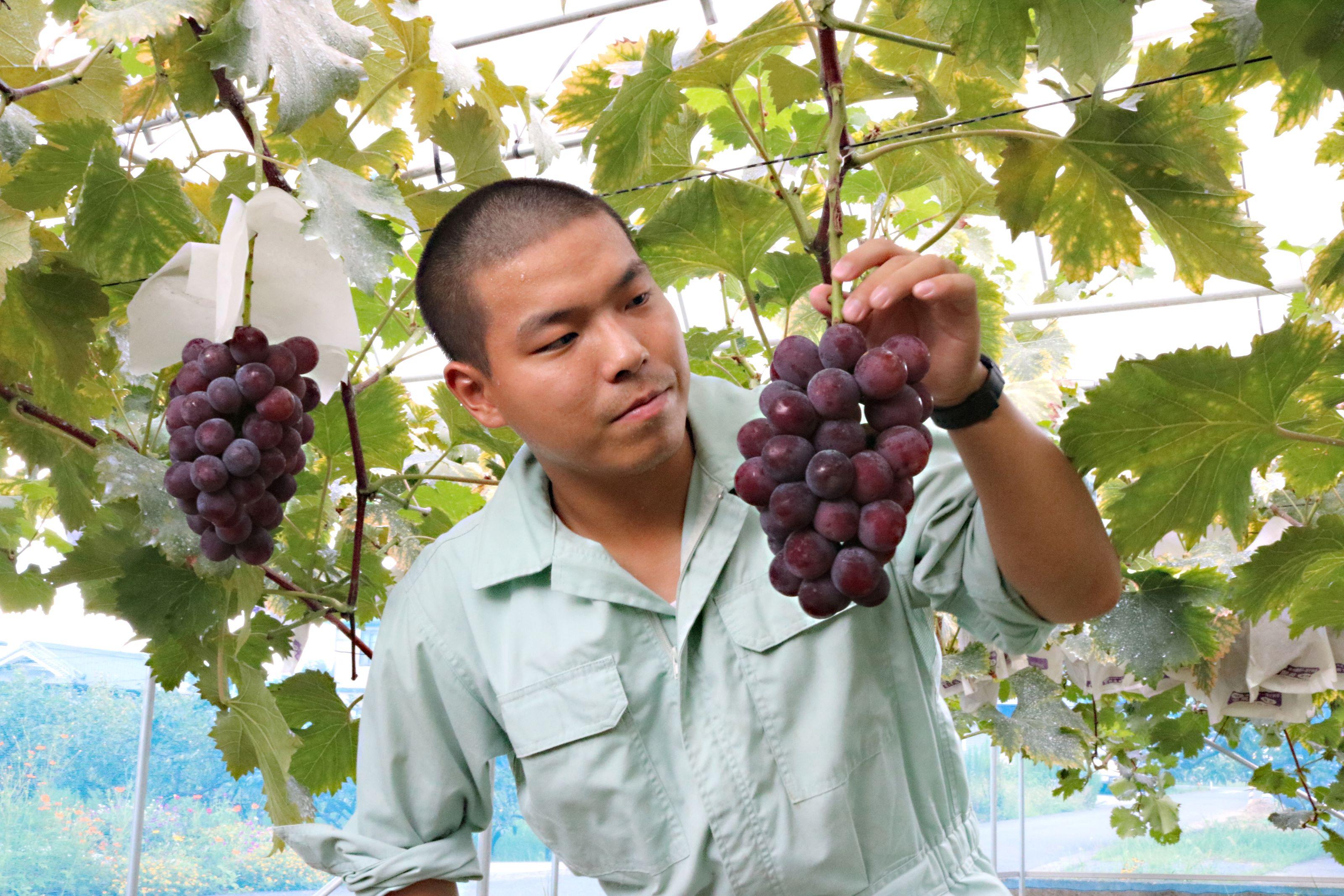 一心農園のブドウ　家庭用 約1.8kg 品種お任せ