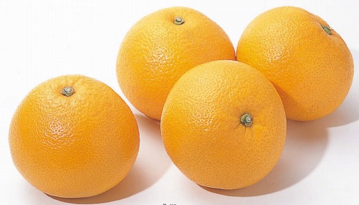 ◆先行予約◆和歌山県九度山町産 貯蔵八朔 10kg〈赤秀〉【2024年1月中旬以降出荷】