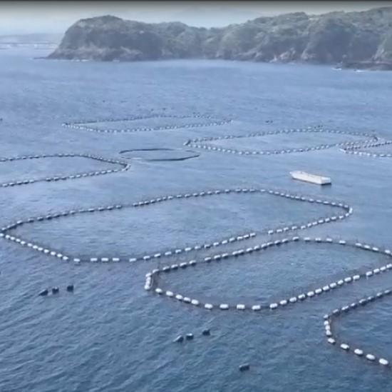 プレミア和歌山認証品 本マグロ（養殖）トロ＆赤身セット　1.35kg［KS13］