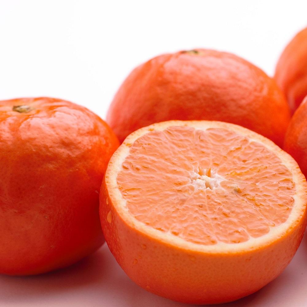 ［先行予約］家庭用 セミノールオレンジ2.5kg+250g（傷み補償分）［春みかん］［訳あり］［光センサー食べ頃出荷］［IKE151］