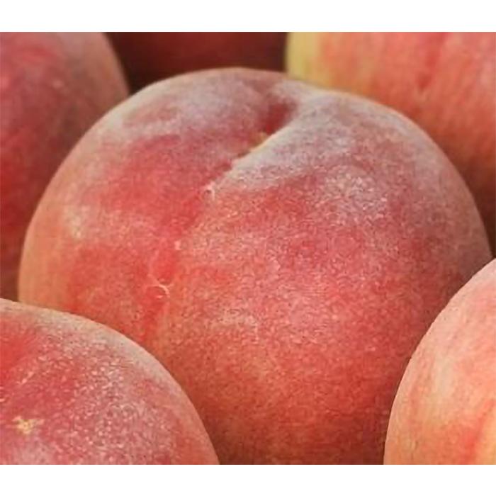 ＜7月発送＞和歌山の厳選白桃 約0.75kg［白鳳・清水白桃・川中島・もも・はくとう］［化粧箱入り］［IKE15］