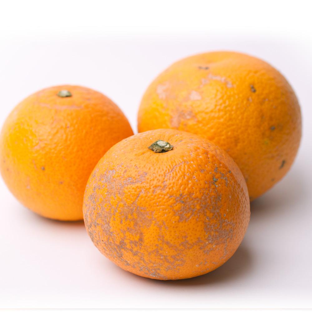 家庭用 はっさく10kg+250g（傷み補償分）【八朔みかん】【訳あり・わけあり】［IKE30］